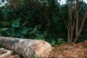 Paysage de Cuetzalan au Mexique où 8 défenseurs de l'environnementont été poursuivis pour leurs activités.
