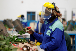 FILE PHOTO: A worker sorts roses on the packing line while wearing protective equipment to help fight against the spread of the coronavirus disease (COVID-19) at the Maridadi flower farm in Naivasha, Kenya, July 20, 2020. REUTERS/Baz Ratner/File Photo
