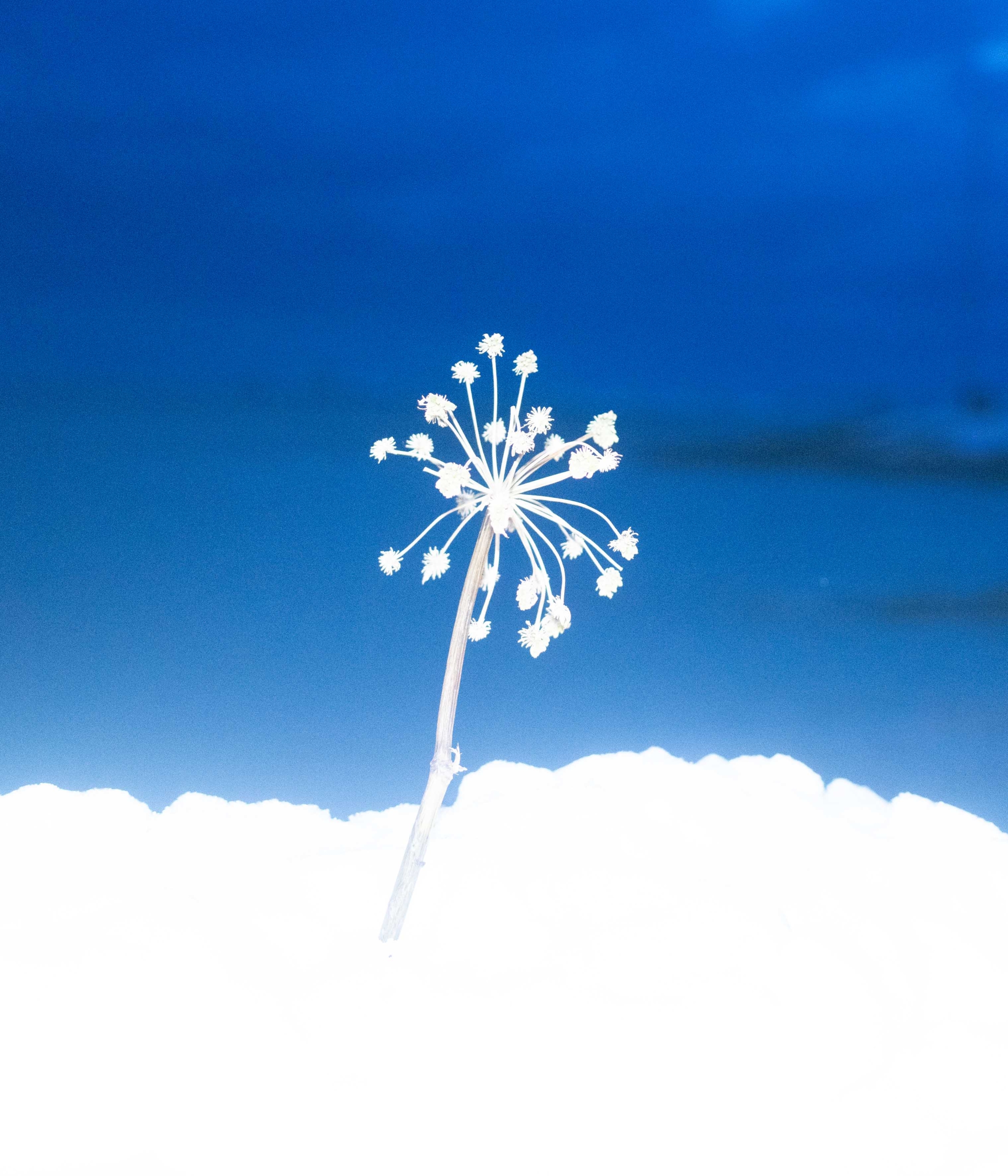 Issue de la série « Spiralkampagnen, stérilisation forcée des femmes inuites ». 
© Juliette Pavy / Hors Format 

 